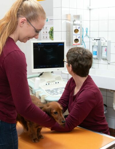 Ultraschalluntersuchung eines Hundes