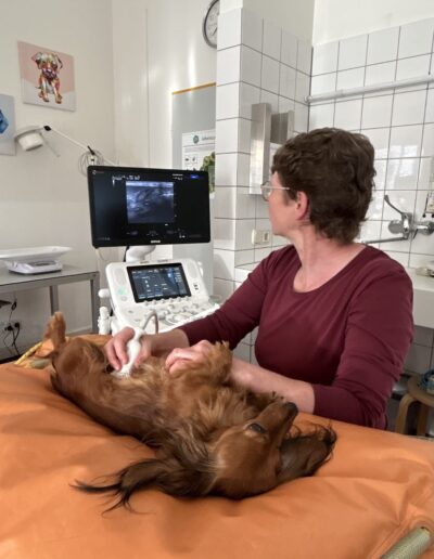 Ein Hund wird mit einem modernen Ultraschallgerät untersucht.